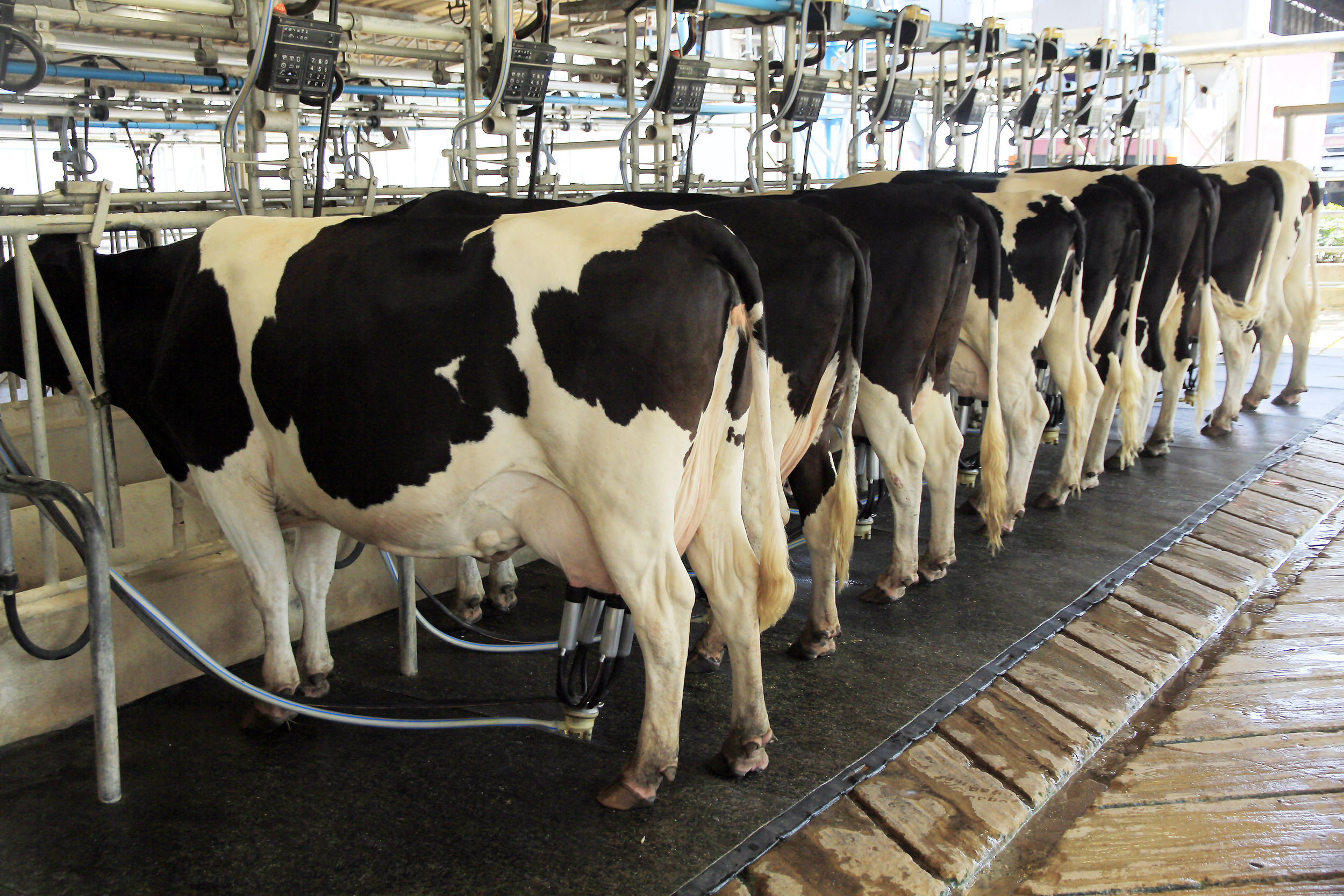 Dairy Milking Cow Journey 2050Journey 2050